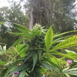 Meet your Posher, Noah